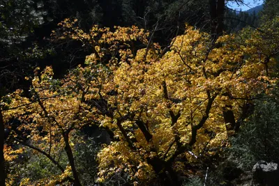 DSC_6450 (Large).JPG